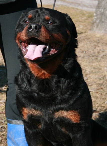 JOY VON DEN HASSBERGHOHEN ROTTWEILER MALE