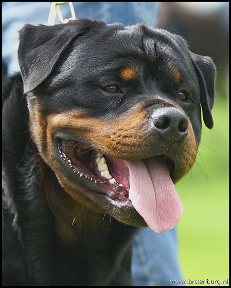 JOY VON DEN HASSBERGHOHEN ROTTWEILER MALE