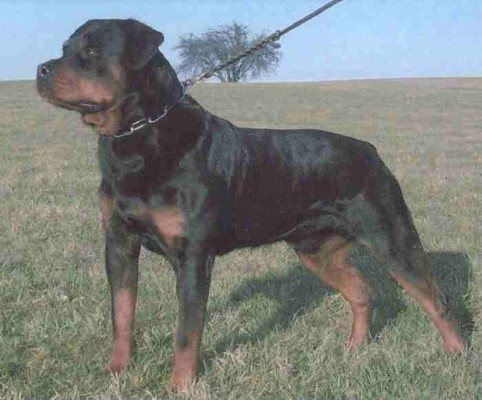 KING VOM SCHWAIGER WAPPEN ROTTWEILER MALE