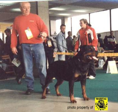 KING VOM SCHWAIGER WAPPEN ROTTWEILER MALE