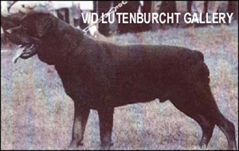 HASSAN VOM KONIGSGARTEN ROTTWEILER MALE