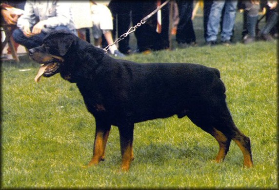 HASSAN VOM KONIGSGARTEN ROTTWEILER MALE