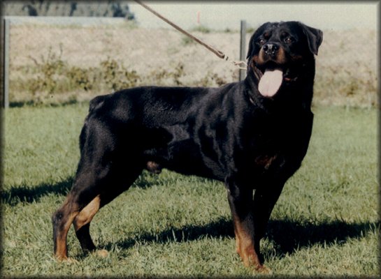 HASSAN VOM KONIGSGARTEN ROTTWEILER MALE