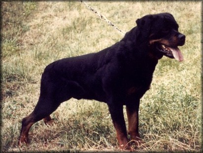 HASSAN VOM KONIGSGARTEN ROTTWEILER MALE