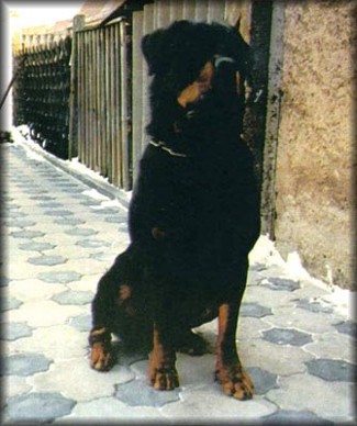 HASSAN VOM KONIGSGARTEN ROTTWEILER MALE