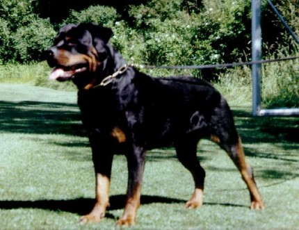 HENERY VOM HIRSCHENRANGEN