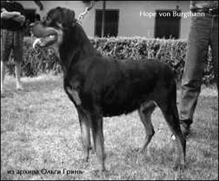HOPE VON BURGTHANN ROTTWEILER FEMALE