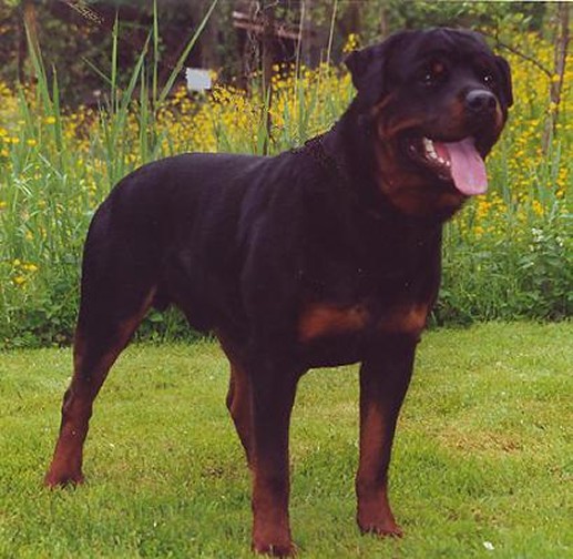 HOSS VOM HAUSE ENZIAN ROTTWEILER MALE