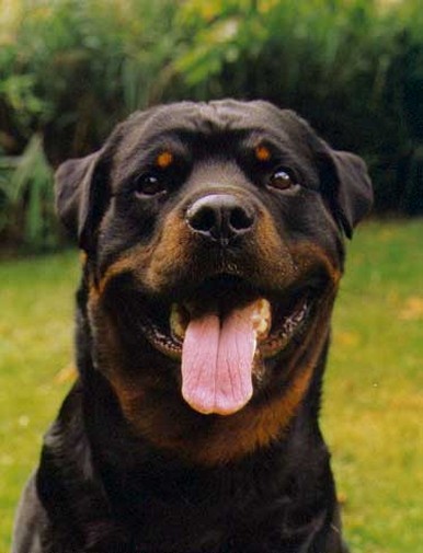 HOSS VOM HAUSE ENZIAN ROTTWEILER MALE