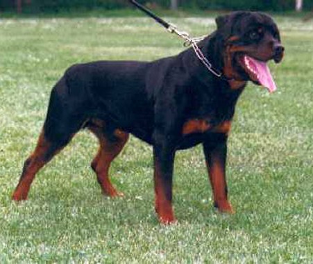 HOSS VOM HAUSE ENZIAN ROTTWEILER MALE