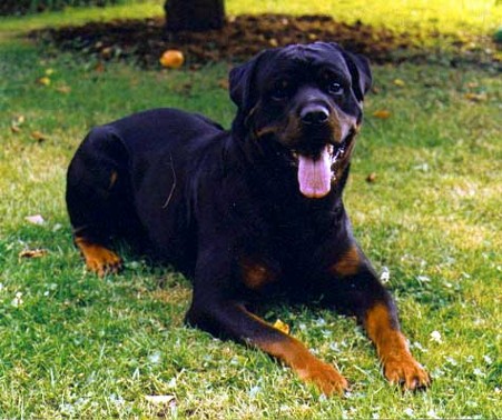 HOSS VOM HAUSE ENZIAN ROTTWEILER MALE