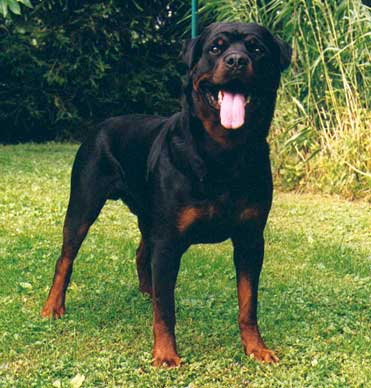 HOSS VOM HAUSE ENZIAN ROTTWEILER MALE