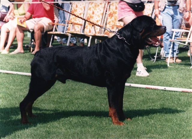 ENDY VON DER KURPFALZ ROTTWEILER MALE