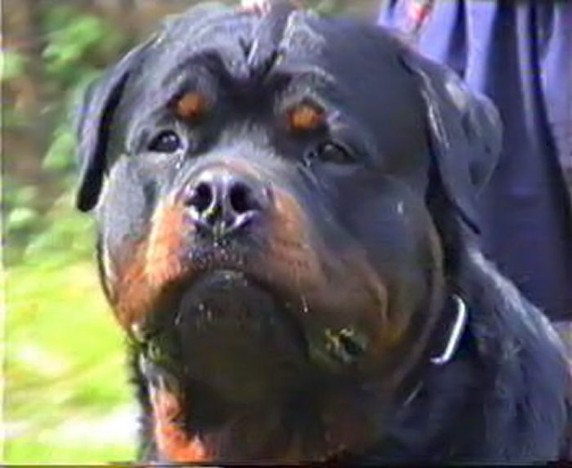 ENDY VON DER KURPFALZ ROTTWEILER MALE