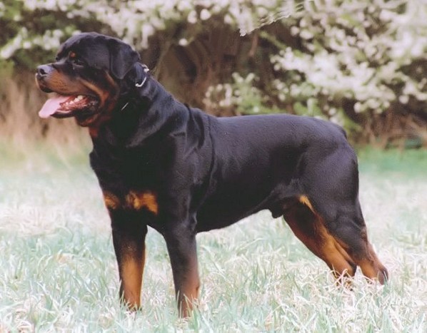 ENDY VON DER KURPFALZ ROTTWEILER MALE