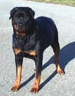 hyra vom hause enzian rottweiler female