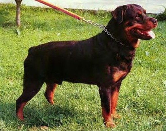 INGO VOM FUSSE DER EIFEL ROTTWEILER MALE