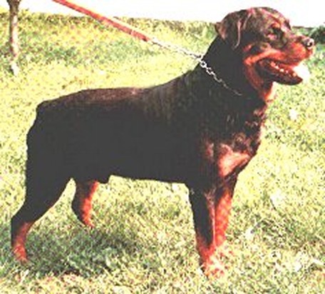 INGO VOM FUSSE DER EIFEL ROTTWEILER MALE