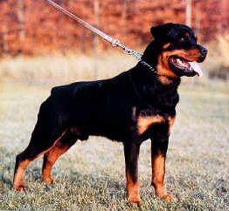 INGO VOM FUSSE DER EIFEL ROTTWEILER MALE