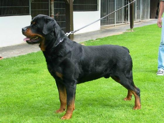 ITUS VOM SITTARD ROTTWEILER MALE GERMANY