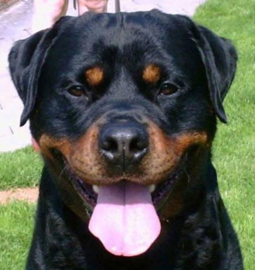ITUS VOM SITTARD ROTTWEILER MALE GERMANY
