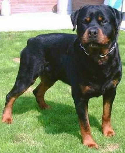 ITUS VOM SITTARD ROTTWEILER MALE GERMANY
