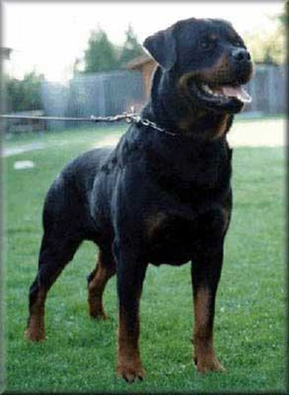 ITUS VOM SITTARD ROTTWEILER MALE GERMANY