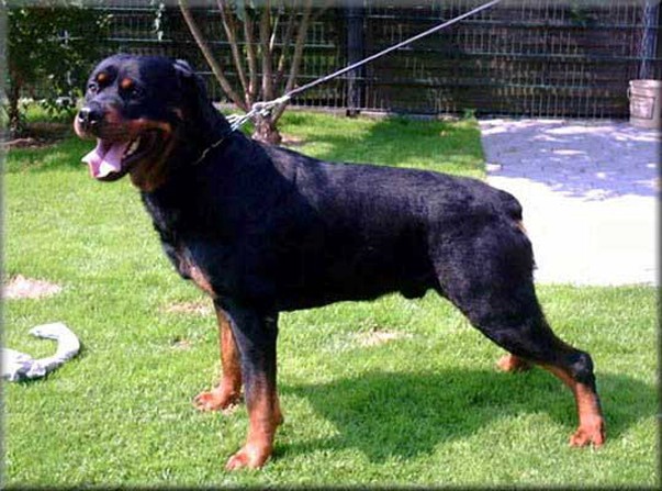 ITUS VOM SITTARD ROTTWEILER MALE GERMANY