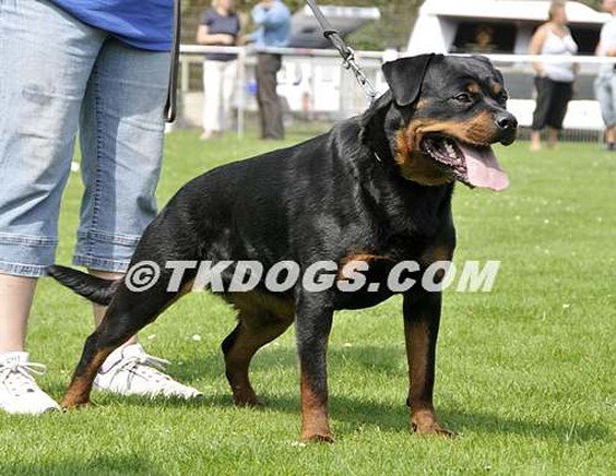 JOLA VOM KUMMELSEE ROTTWEILER FEMALE