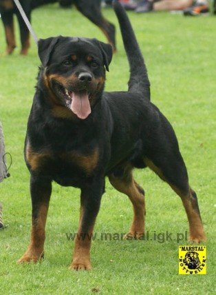 DANJO VON TONBERGER HOHE ROTTWEILER MALE