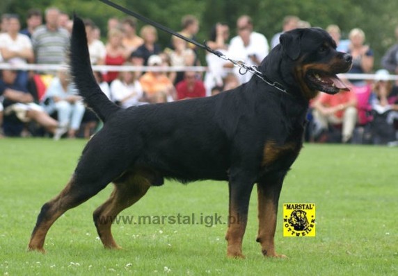 DANJO VON TONBERGER HOHE ROTTWEILER MALE