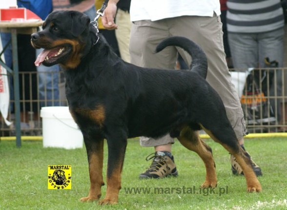 DANJO VON TONBERGER HOHE ROTTWEILER MALE
