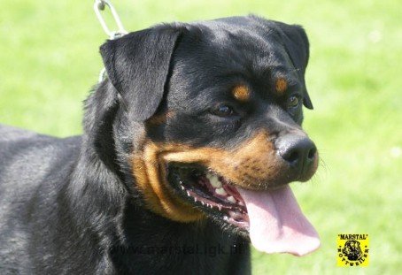 JOLA VOM KUMMELSEE ROTTWEILER FEMALE
