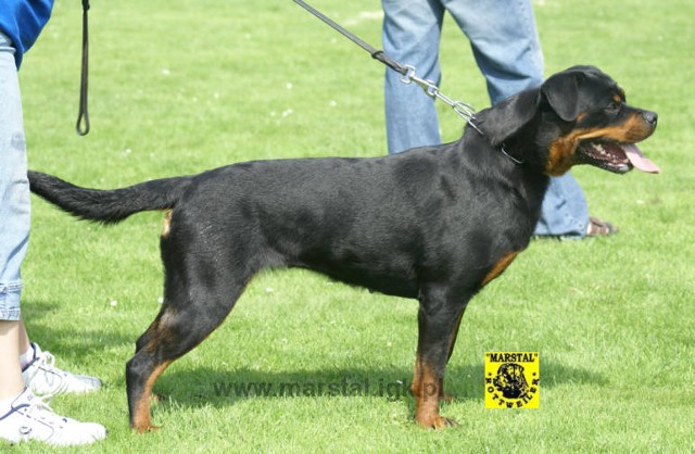 JOLA VOM KUMMELSEE ROTTWEILER FEMALE