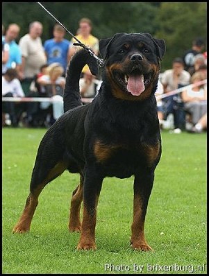 DANJO VON TONBERGER HOHE ROTTWEILER MALE