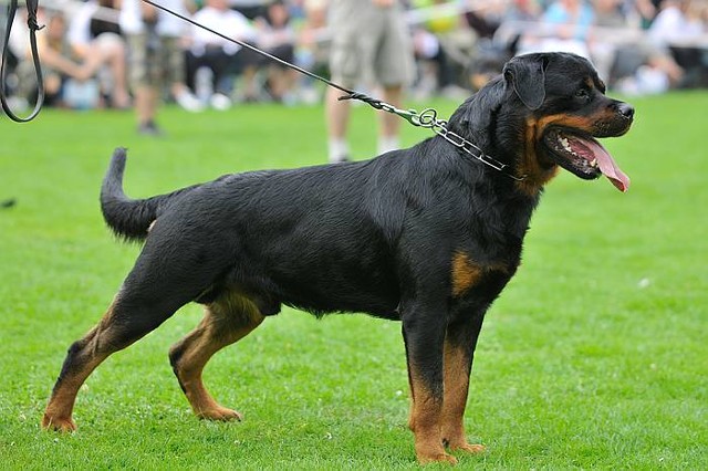 DANJO VON TONBERGER HOHE ROTTWEILER MALE