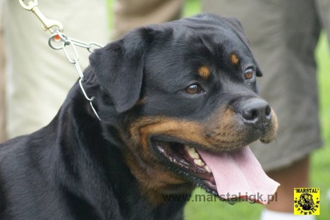 JOSY VON DEN HASSBERGHOHEN FEMALE ROTTWEILER