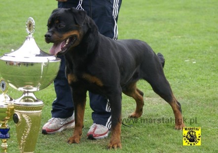 JOSY VON DEN HASSBERGHOHEN FEMALE ROTTWEILER