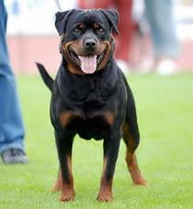JOY VON DER SUDPFALZ ROTTWEILER FEMALE