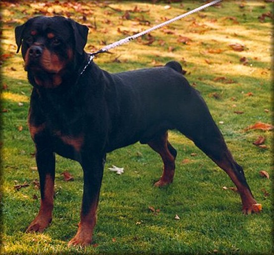 CARLO VOM HAMBERGER MICHAEL ROTTWEILER MALE