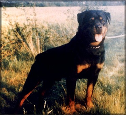 CARLO VOM HAMBERGER MICHAEL ROTTWEILER MALE