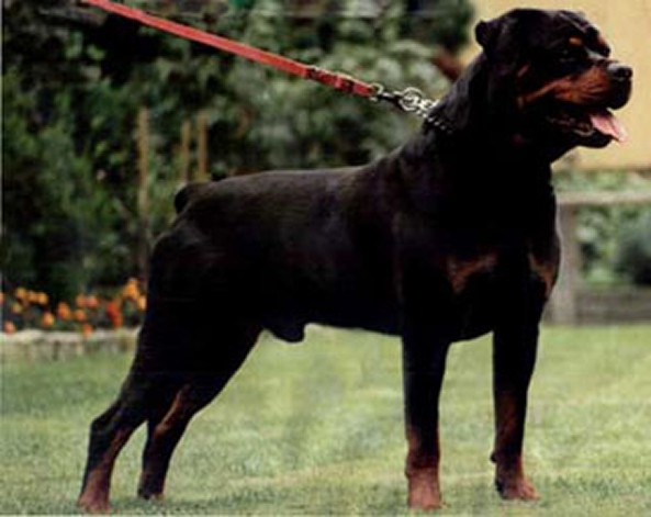 CARLO VOM HAMBERGER MICHAEL ROTTWEILER MALE
