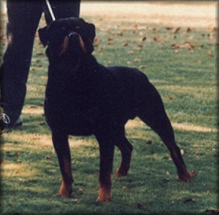 CARLO VOM HAMBERGER MICHAEL ROTTWEILER MALE
