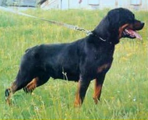 CENDA VON DER BERGHALBIN ROTTWEILER FEMALE