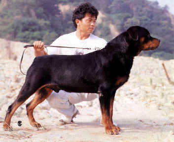 CHRIS VOM OBERGROMACHER SCHLOSS ROTTWEILER MALE