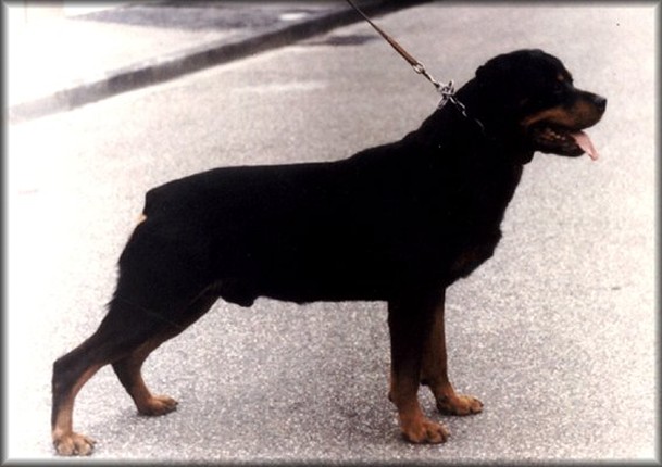 CHRIS VOM OBERGROMACHER SCHLOSS ROTTWEILER MALE