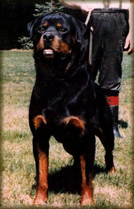 CHRIS VOM OBERGROMACHER SCHLOSS ROTTWEILER MALE