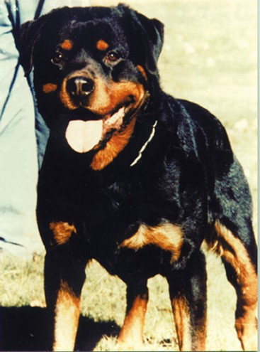 CHRIS VOM OBERGROMACHER SCHLOSS ROTTWEILER MALE
