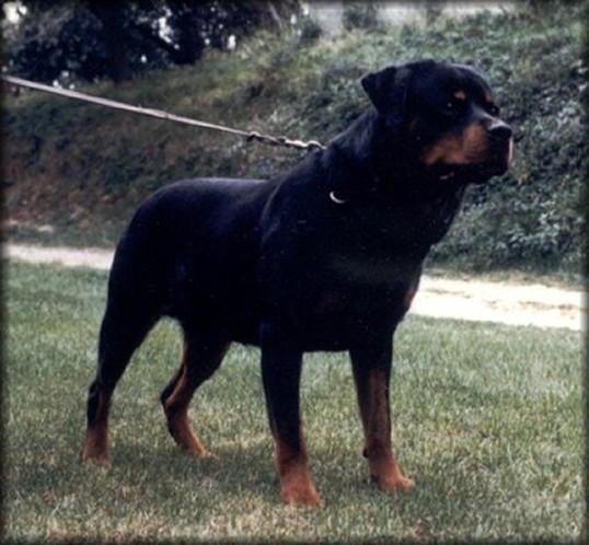 CHRIS VOM OBERGROMACHER SCHLOSS ROTTWEILER MALE