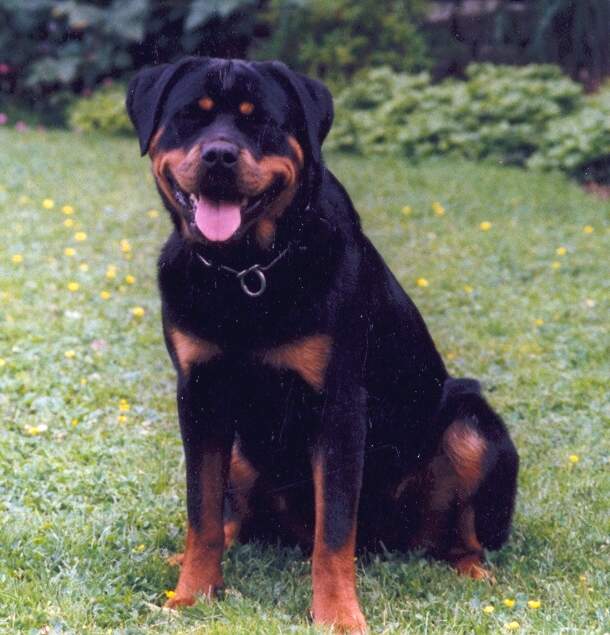 CLEO VOM SPOKENKIEKER ROTTWEILER FEMALE